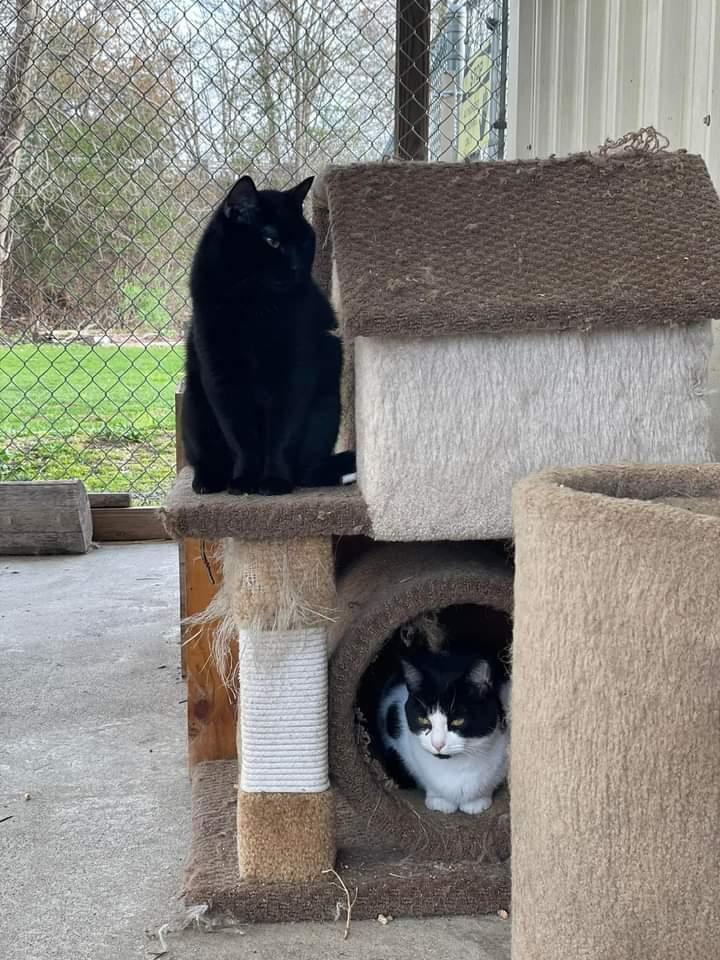 Minnie, Adoptable, Adult Female Domestic Short Hair.