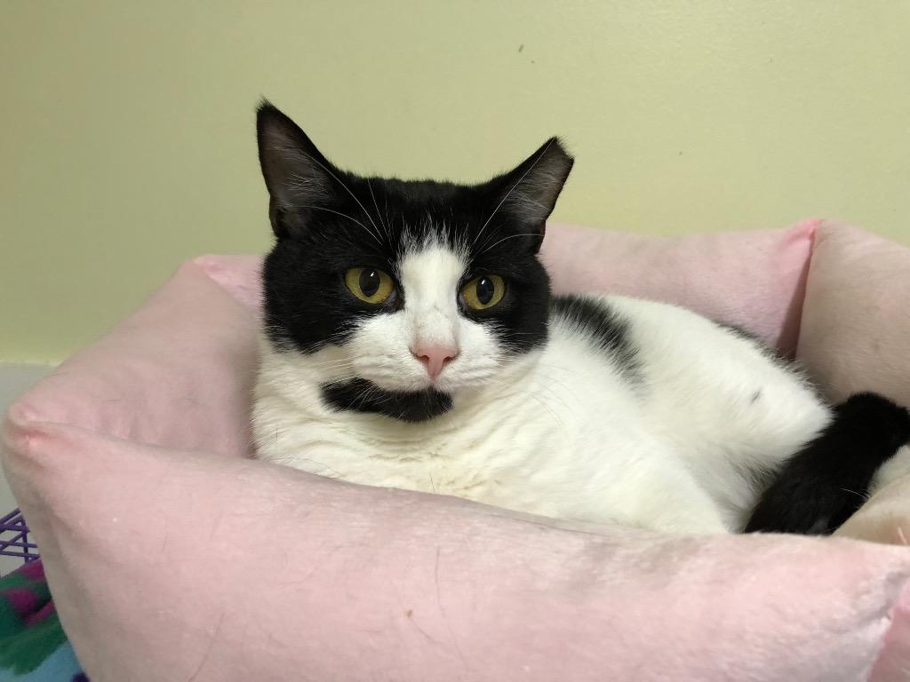 Enlarge Minnie, a Adoptable mixed breed in Meriden, CT image 2/2