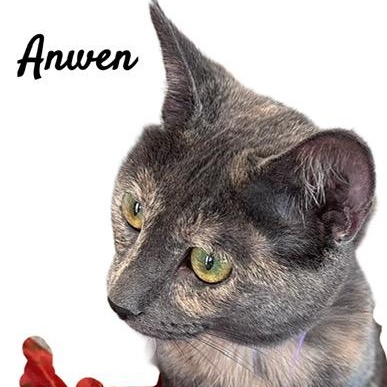 Enlarge Anwen, a Adoptable mixed breed in Tulsa, OK image 6/6