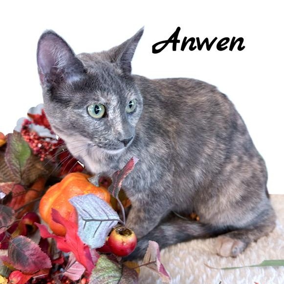 Enlarge Anwen, a Adoptable mixed breed in Tulsa, OK image 1/6