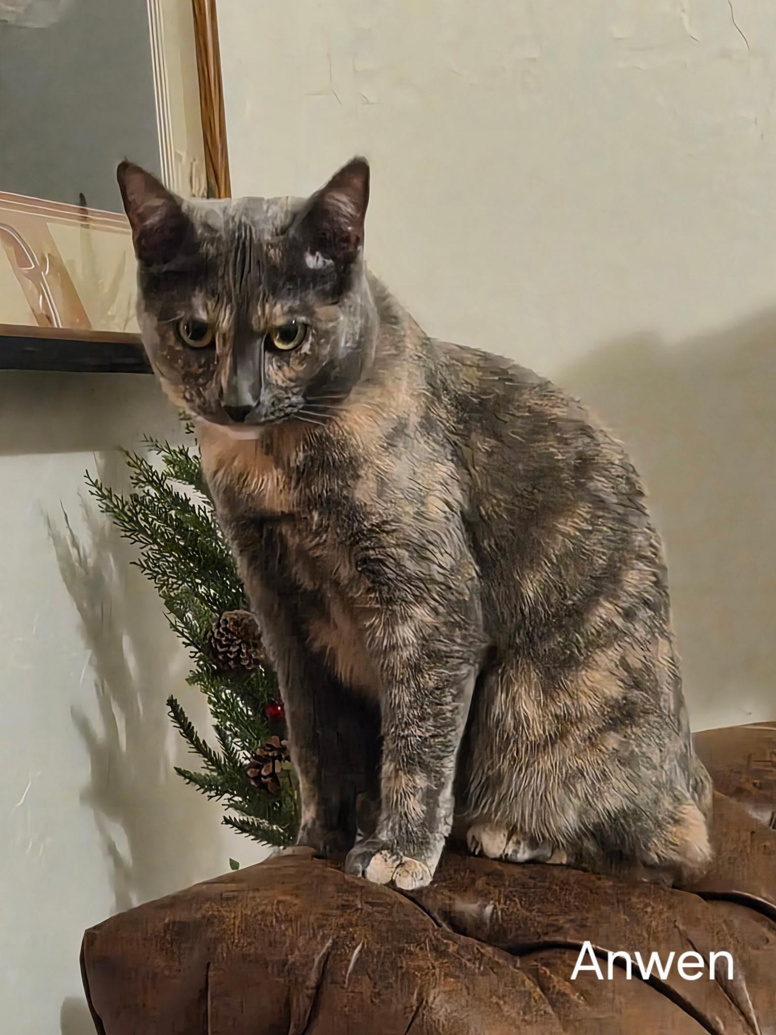 Enlarge Anwen, a Adoptable mixed breed in Tulsa, OK image 2/6