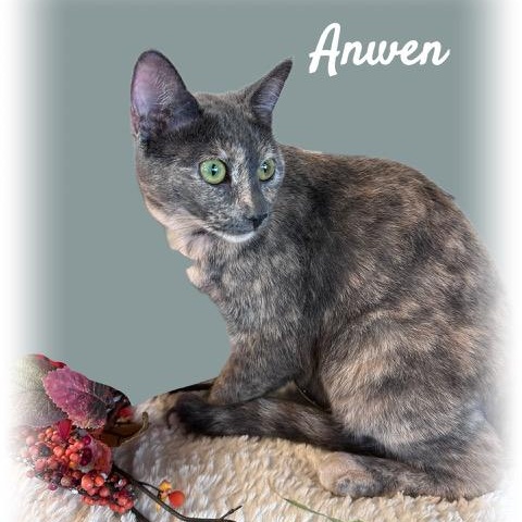 Enlarge Anwen, a Adoptable mixed breed in Tulsa, OK image 2/6