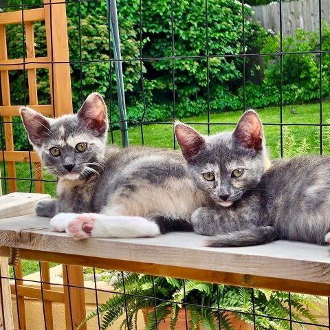 Enlarge Anwen, a Adoptable mixed breed in Tulsa, OK image 4/6