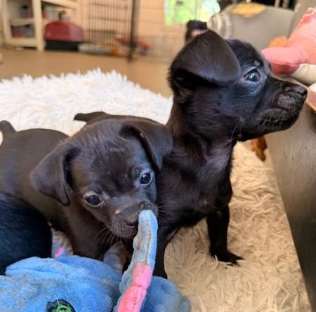 Enlarge Jane, a ADOPTABLE mixed breed in Santa Rosa, CA image 4/4