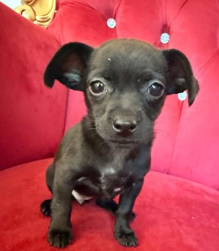 Jane, ADOPTABLE, Puppy Female Chihuahua.