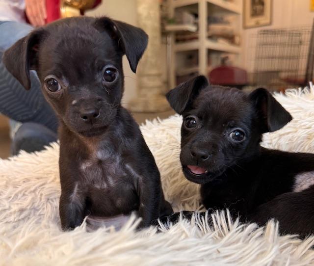 Enlarge Jane, a ADOPTABLE mixed breed in Santa Rosa, CA image 2/4