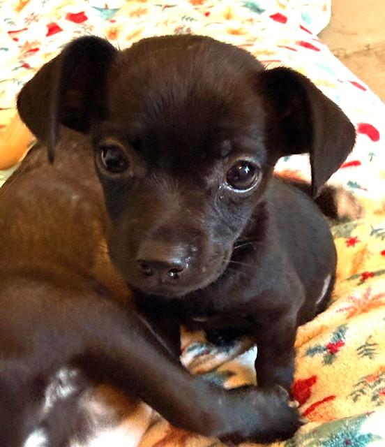 Enlarge Jane, a ADOPTABLE mixed breed in Santa Rosa, CA image 3/4