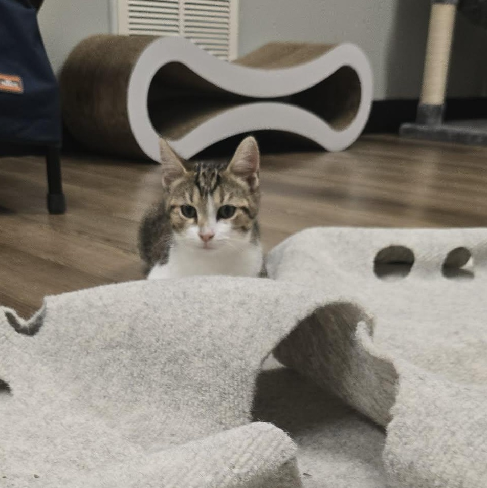 Enlarge Truffle, a Adopted Tabby in Richmond, KY image 3/6