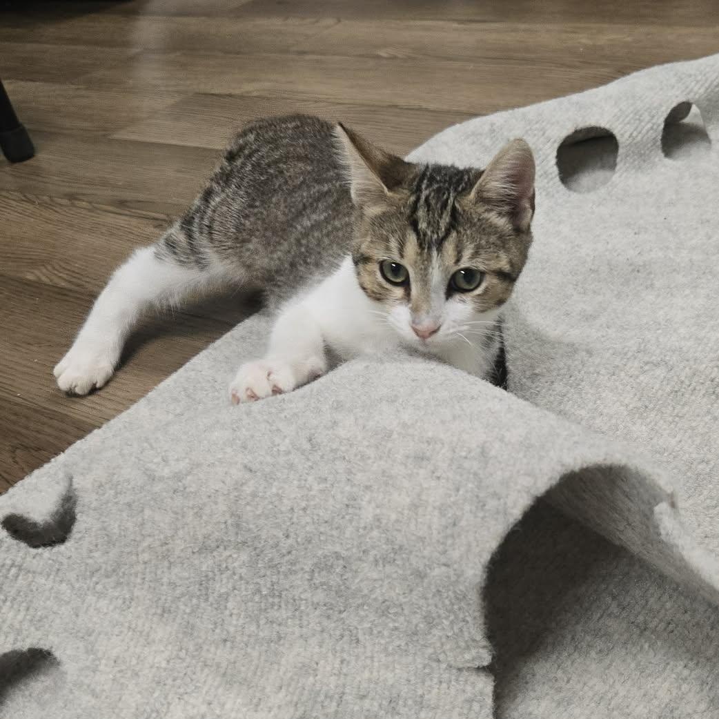Enlarge Truffle, a Adopted Tabby in Richmond, KY image 4/6