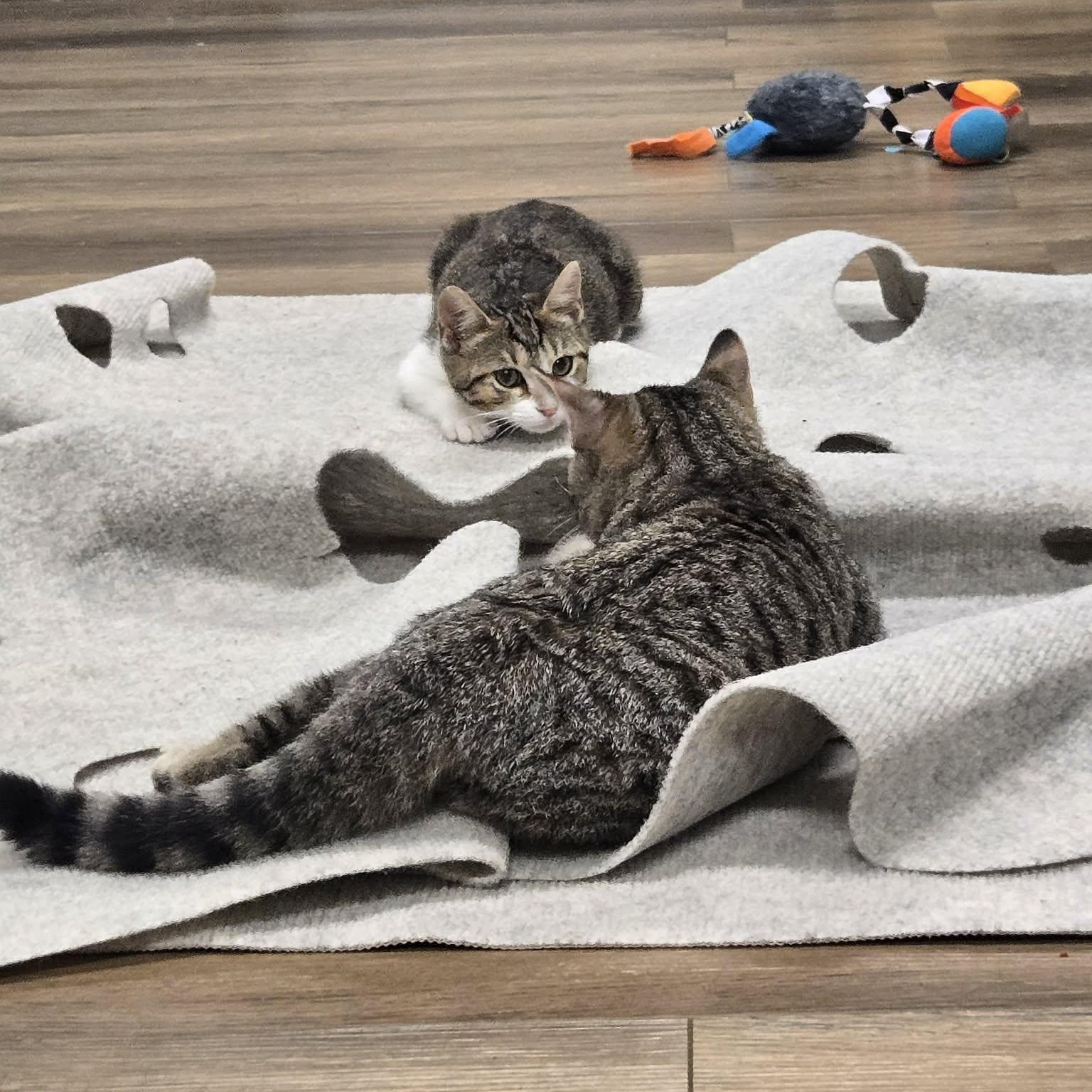 Enlarge Truffle, a Adopted Tabby in Richmond, KY image 6/6