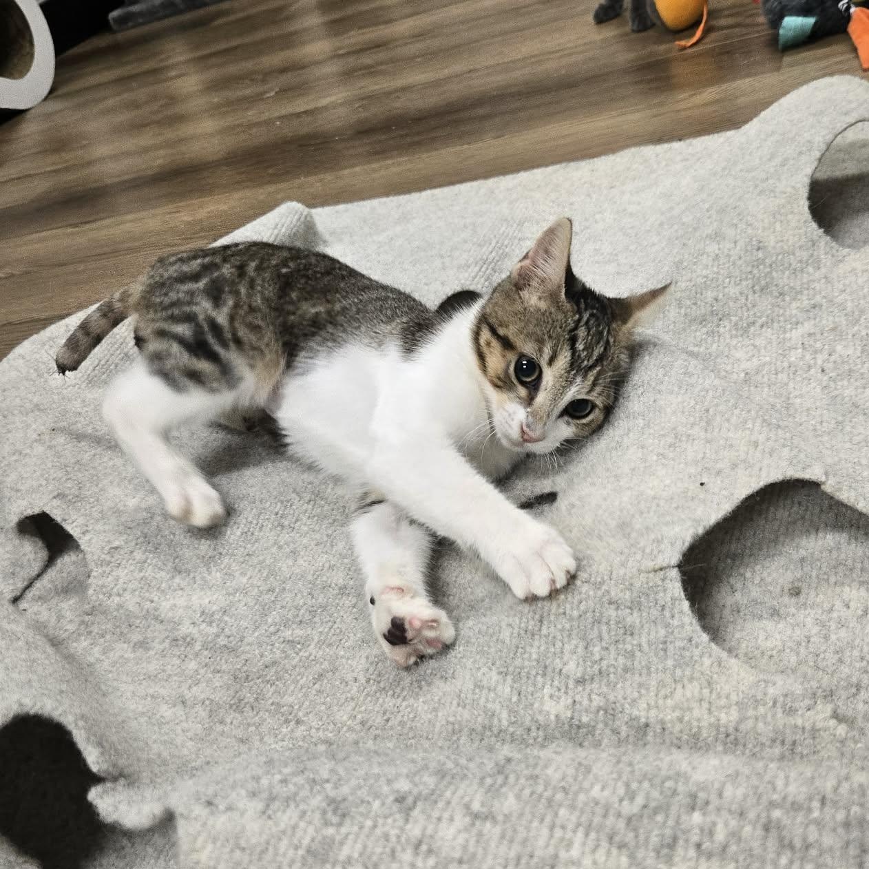 Enlarge Truffle, a Adopted Tabby in Richmond, KY image 2/6