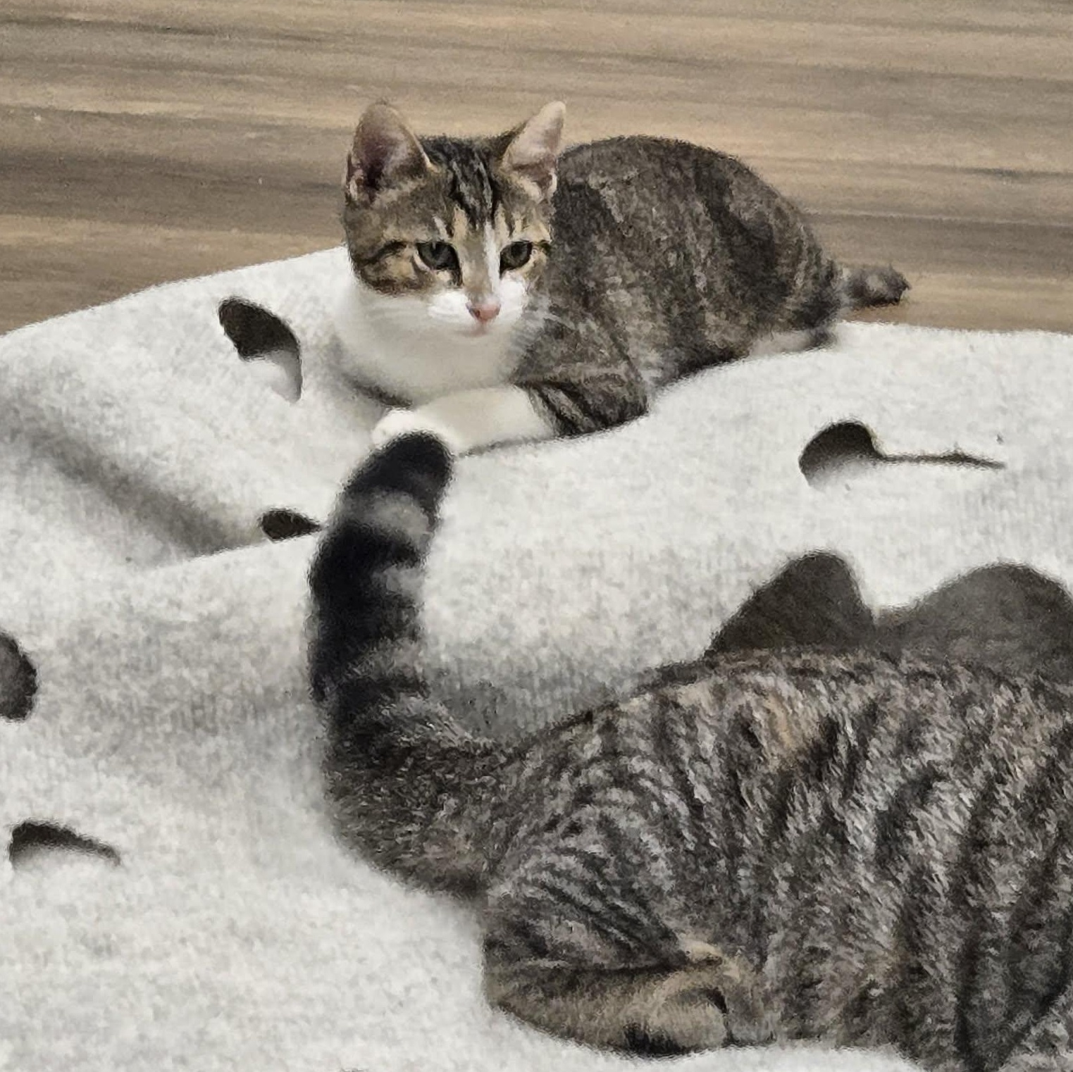 Enlarge Truffle, a Adopted Tabby in Richmond, KY image 5/6