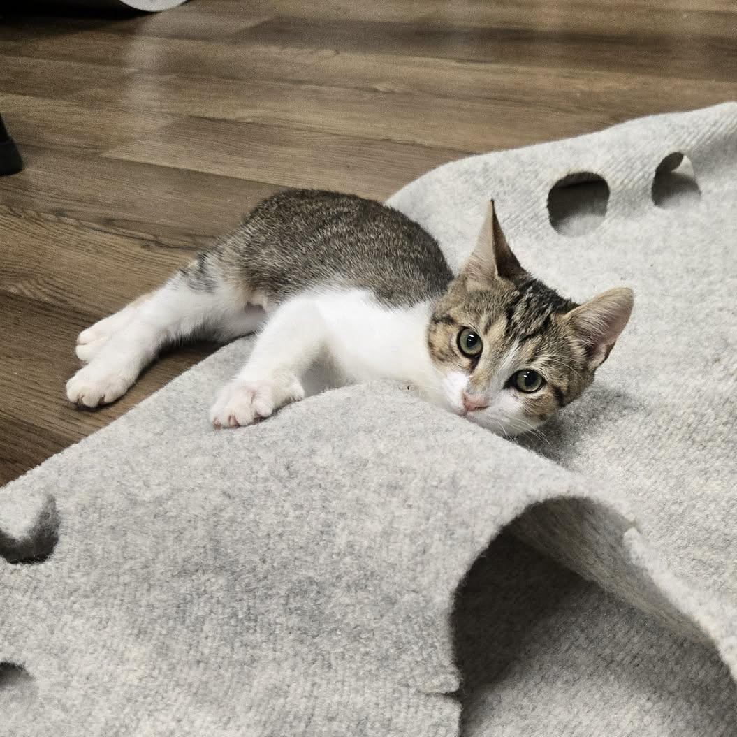 Truffle, Adopted, Young Female Tabby.