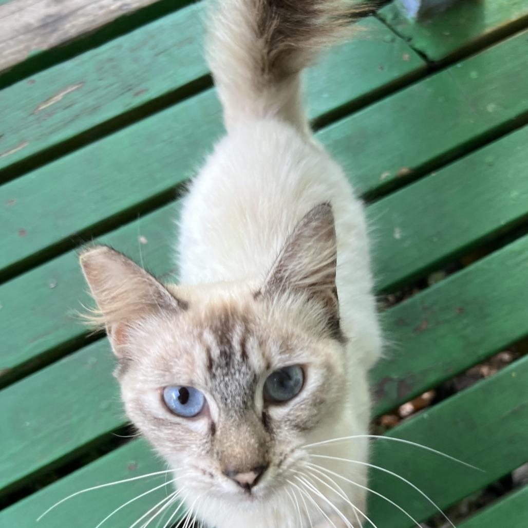 Suki, Adoptable, Young Female Siamese.
