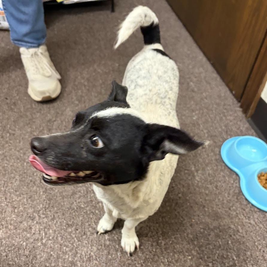 Enlarge Speckles C-34455, a Adoptable mixed breed in Oklahoma City, OK image 1/6