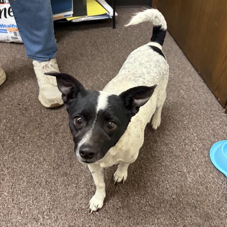 Enlarge Speckles C-34455, a Adoptable mixed breed in Oklahoma City, OK image 2/6