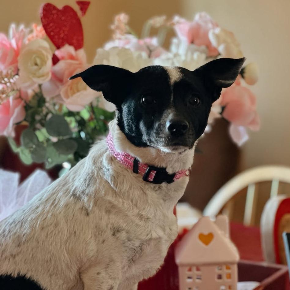 Enlarge Speckles C-34455, a Adoptable mixed breed in Oklahoma City, OK image 3/6
