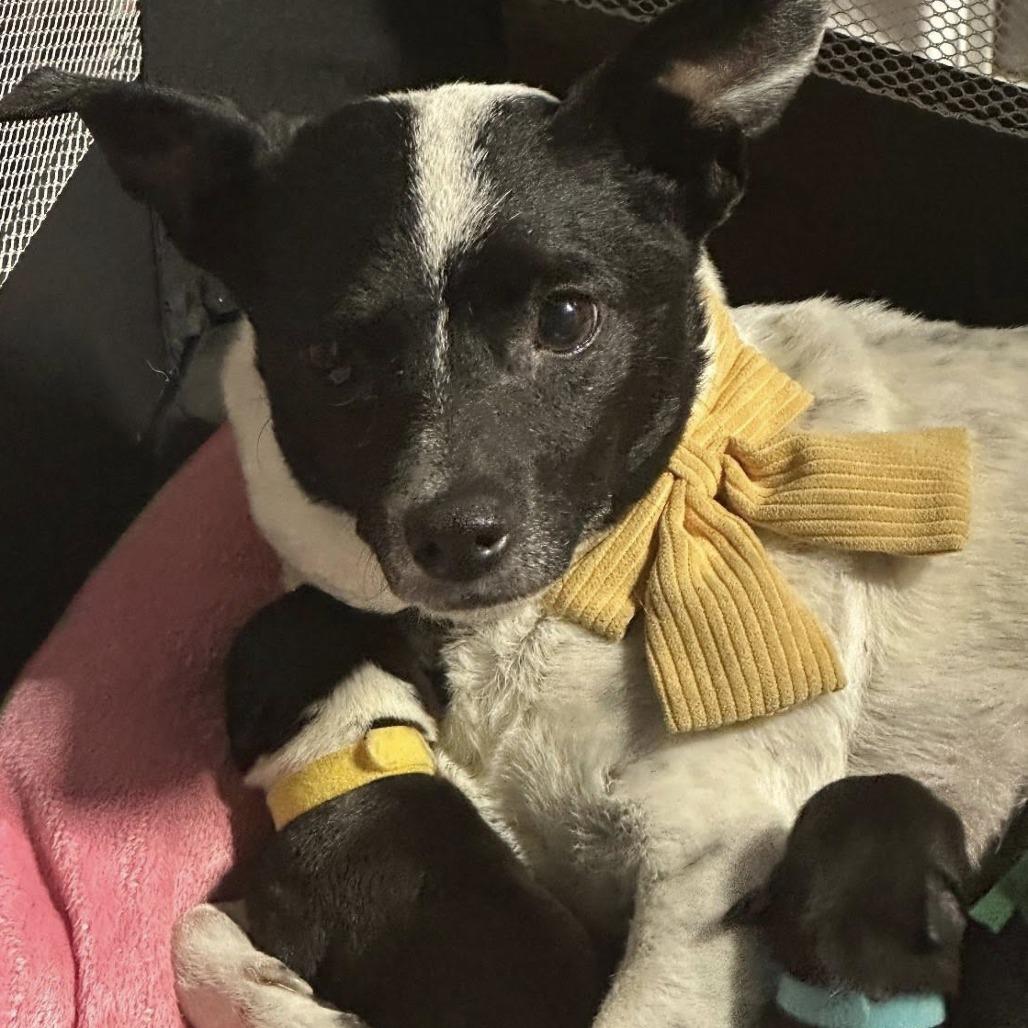 Enlarge Speckles C-34455, a Adoptable mixed breed in Oklahoma City, OK image 4/6