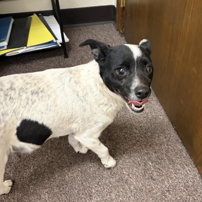 Enlarge Speckles C-34455, a Adoptable mixed breed in Oklahoma City, OK image 5/6