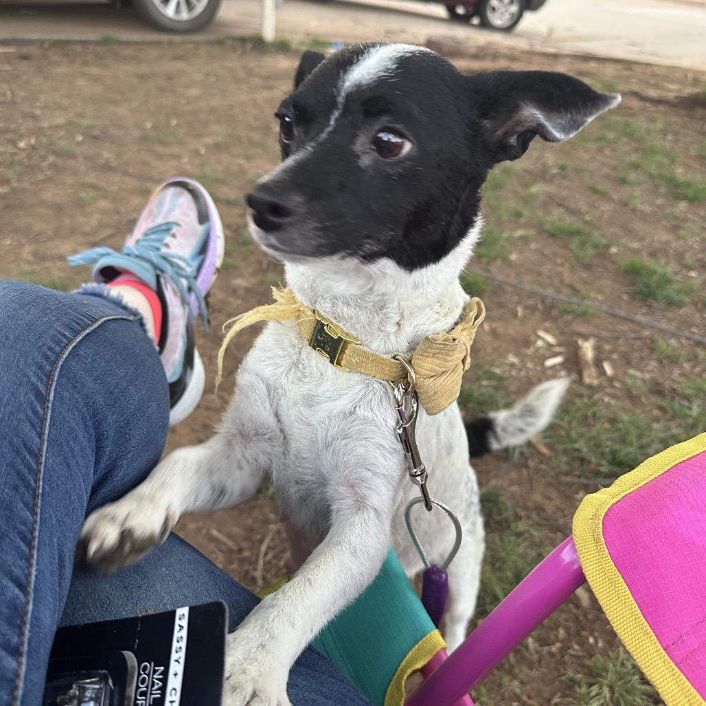 Enlarge Speckles C-34455, a Adoptable mixed breed in Oklahoma City, OK image 6/6