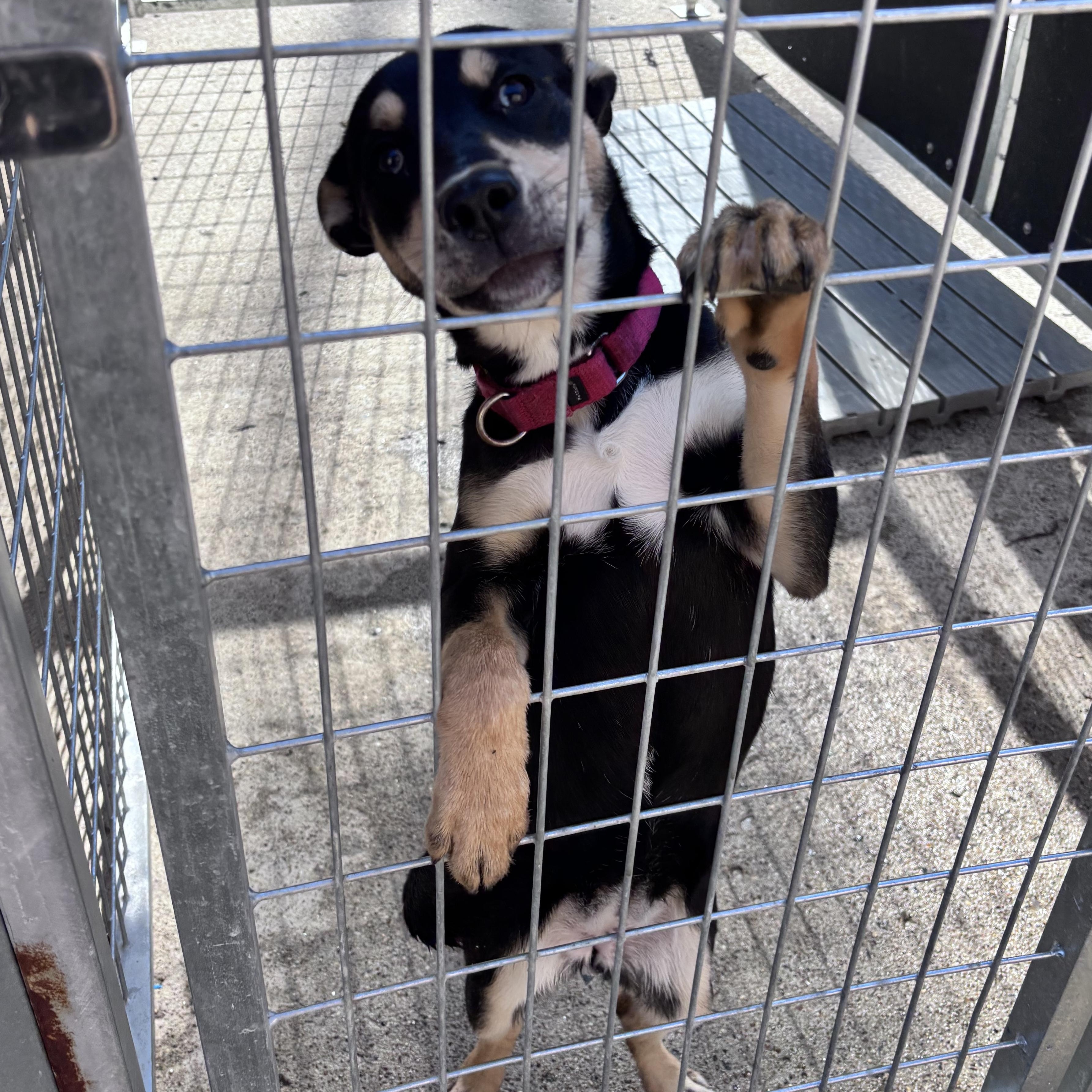 Enlarge Charm, a ADOPTABLE mixed breed in Grafton, WV image 2/3