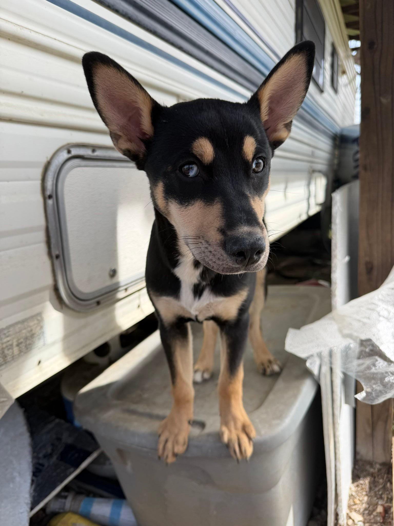 Enlarge Charm, a ADOPTABLE mixed breed in Grafton, WV image 1/3