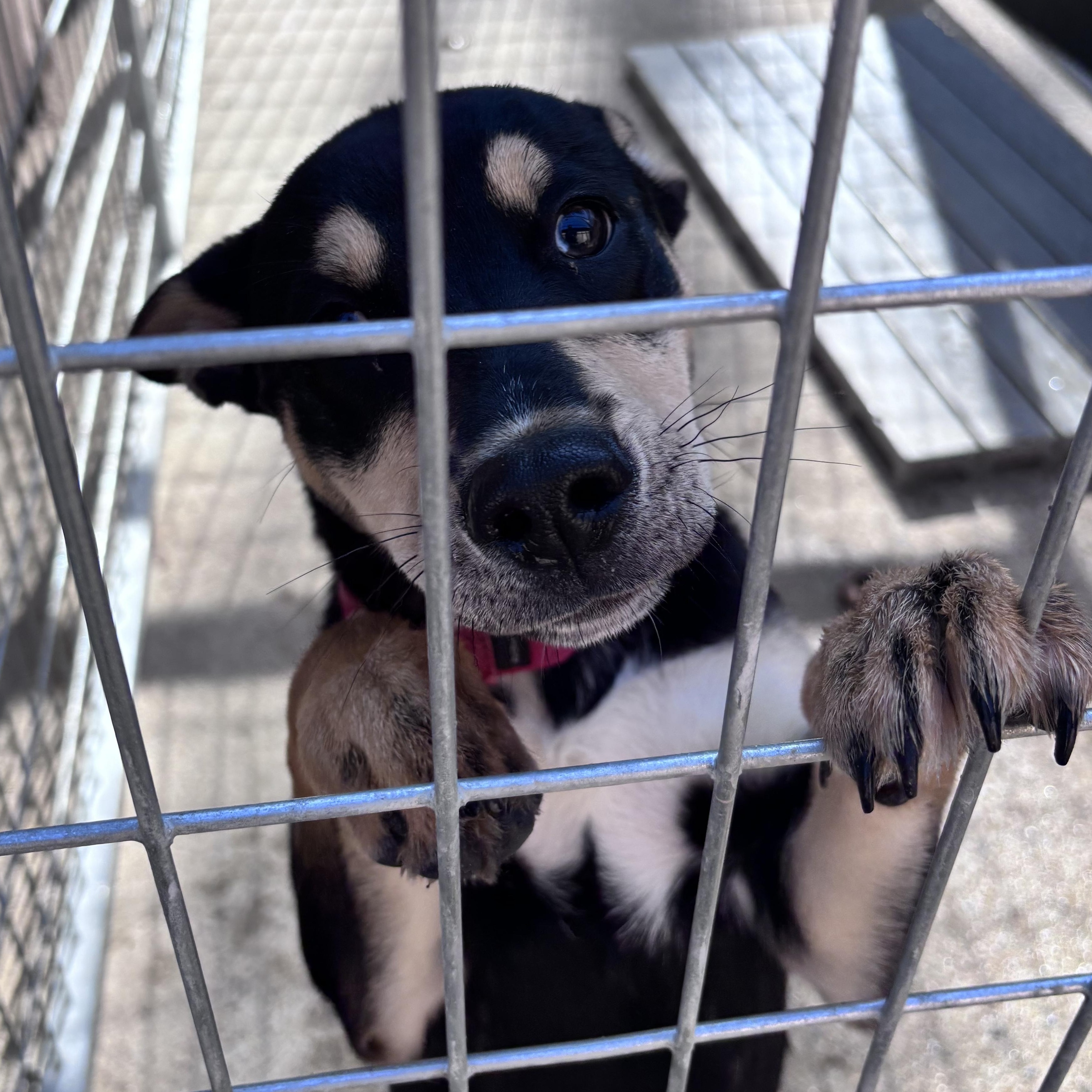 Enlarge Charm, a ADOPTABLE mixed breed in Grafton, WV image 3/3