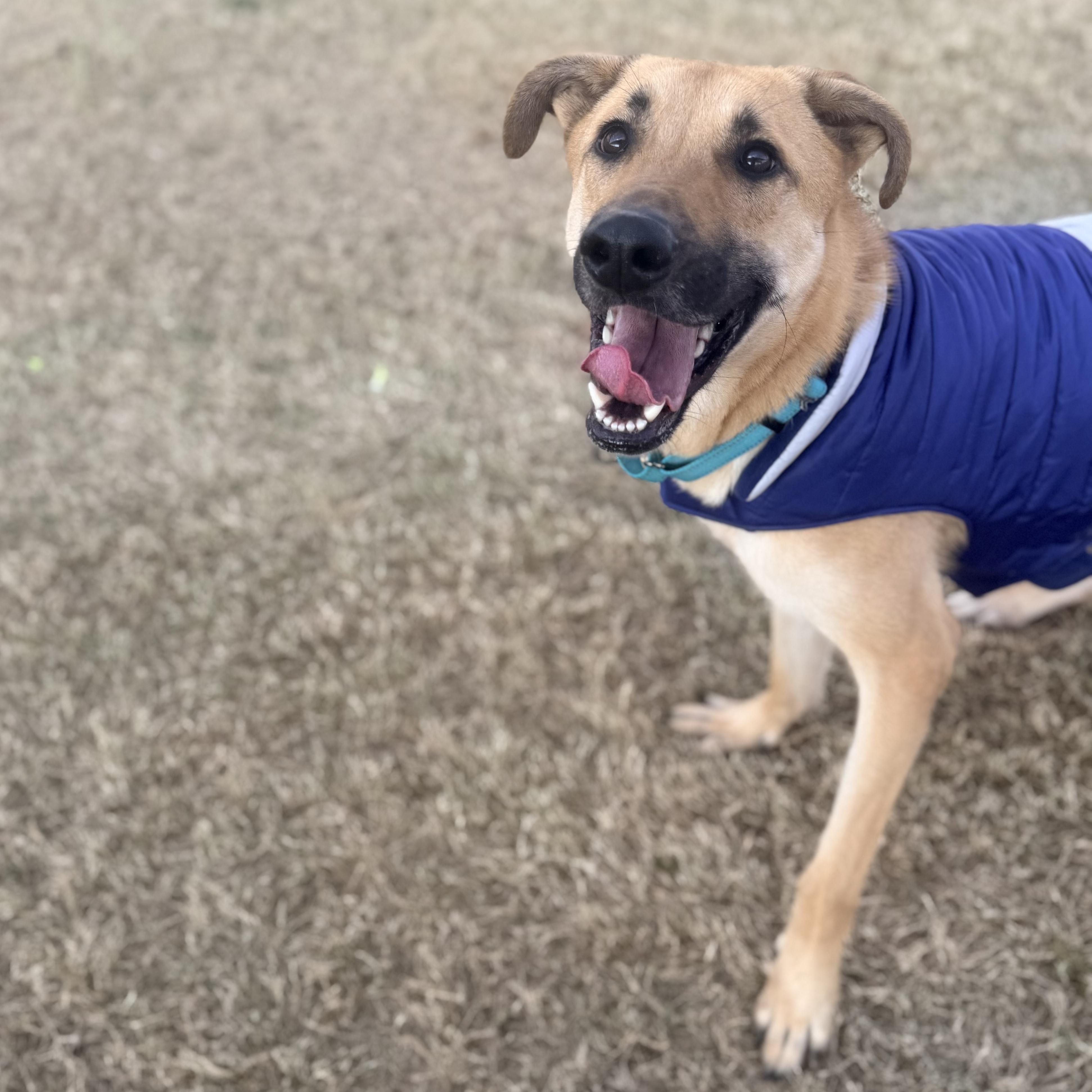 Enlarge Jack, a Adoptable mixed breed in Fort Worth, TX image 5/6
