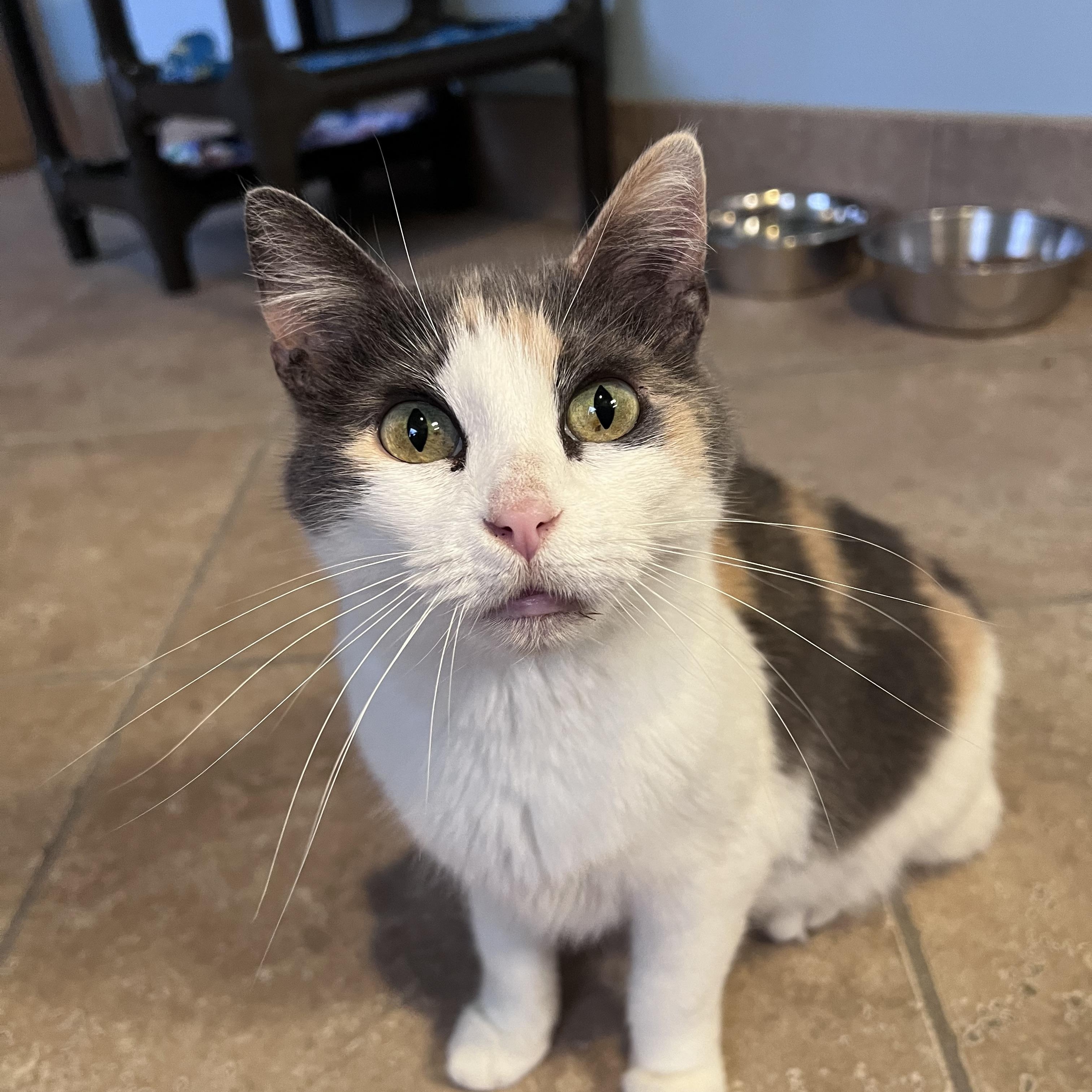 Silly, adopted, Adult Female Domestic Short Hair.