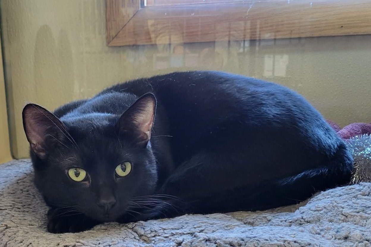 Yorick, ADOPTABLE, Adult Male Domestic Short Hair.