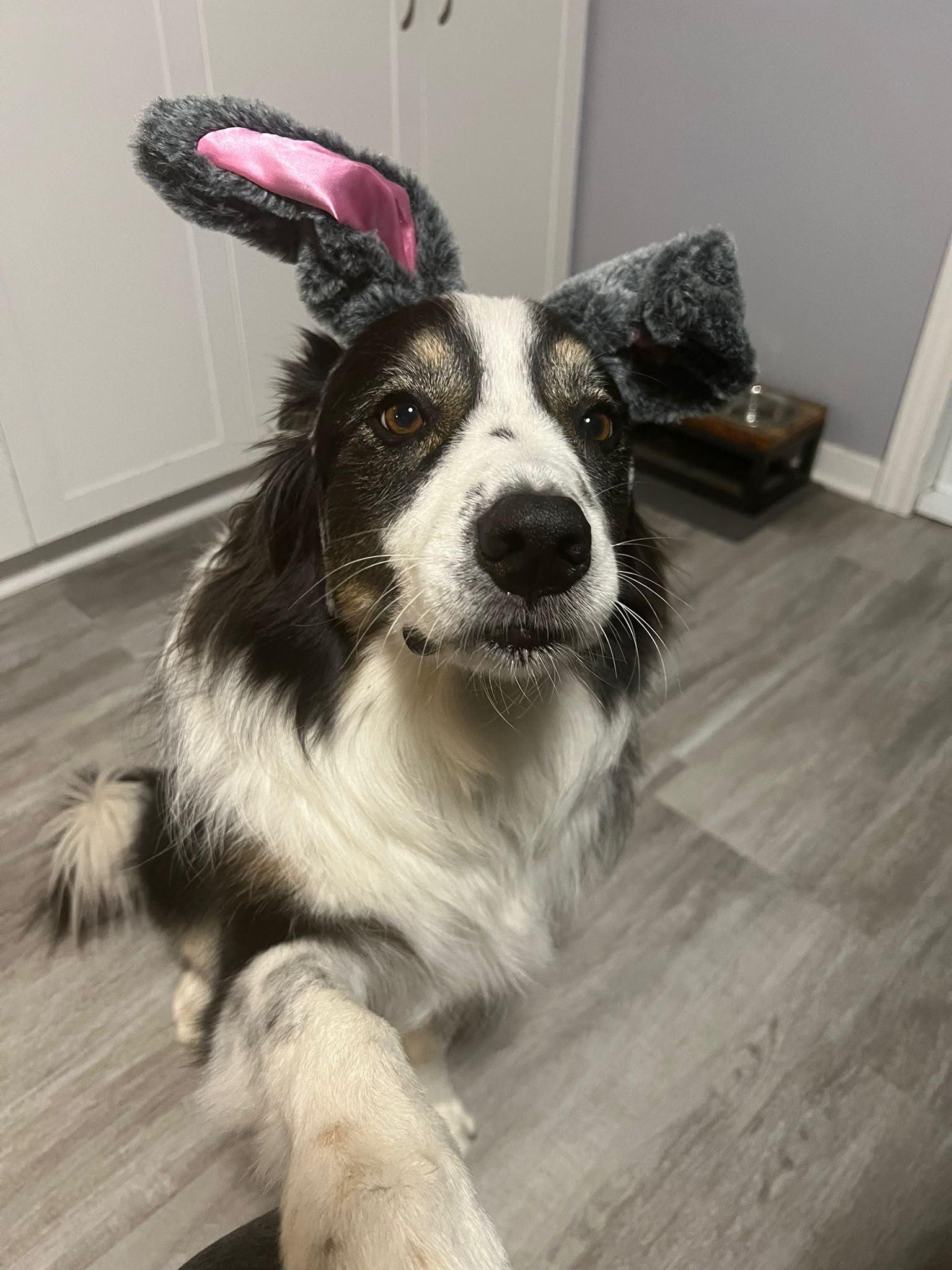 Nixon, Adoptable, Adult Male Australian Shepherd & Border Collie.