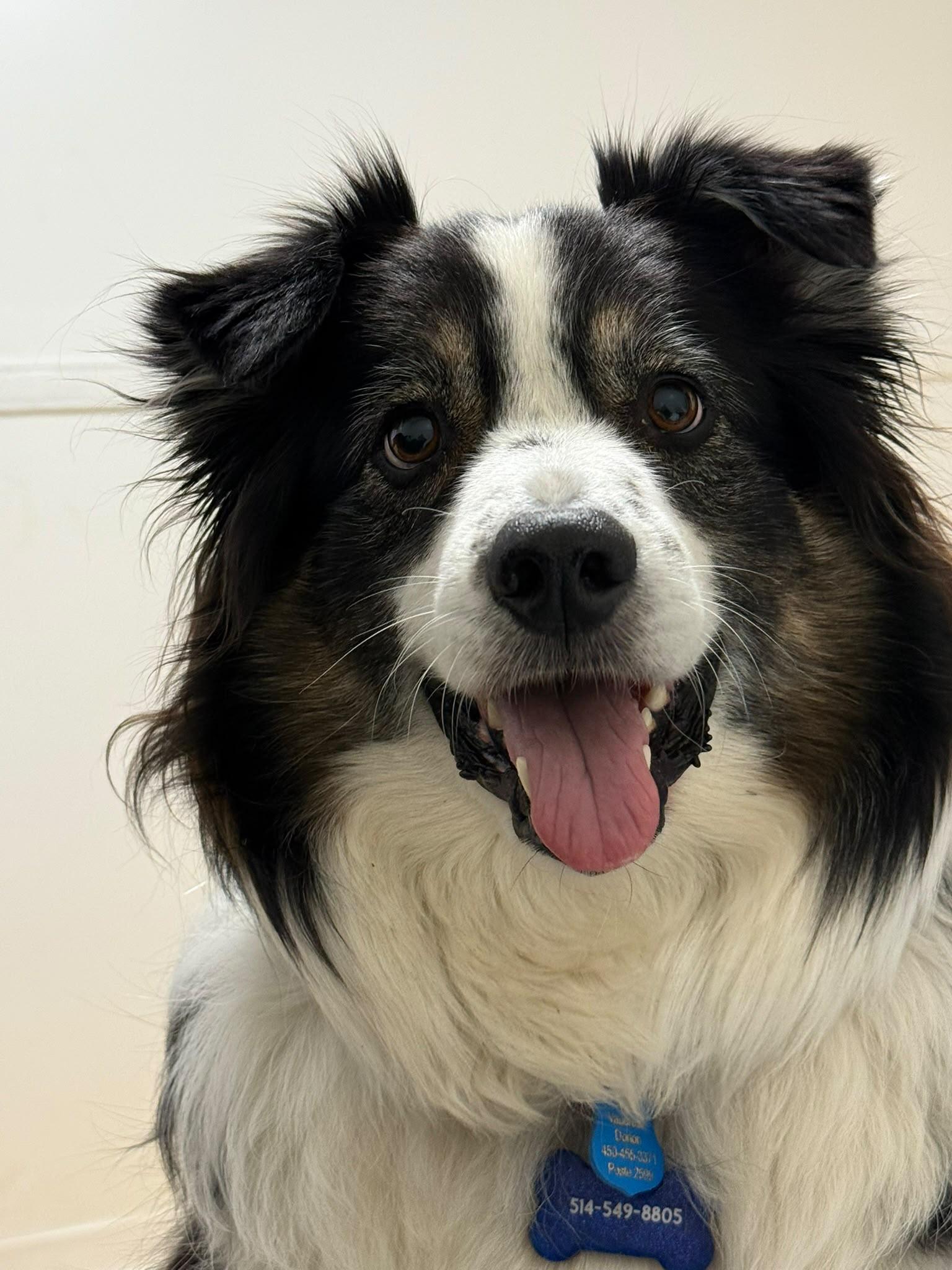 Enlarge Nixon, a Adoptable mixed breed in Pointe-Claire, QC image 5/6
