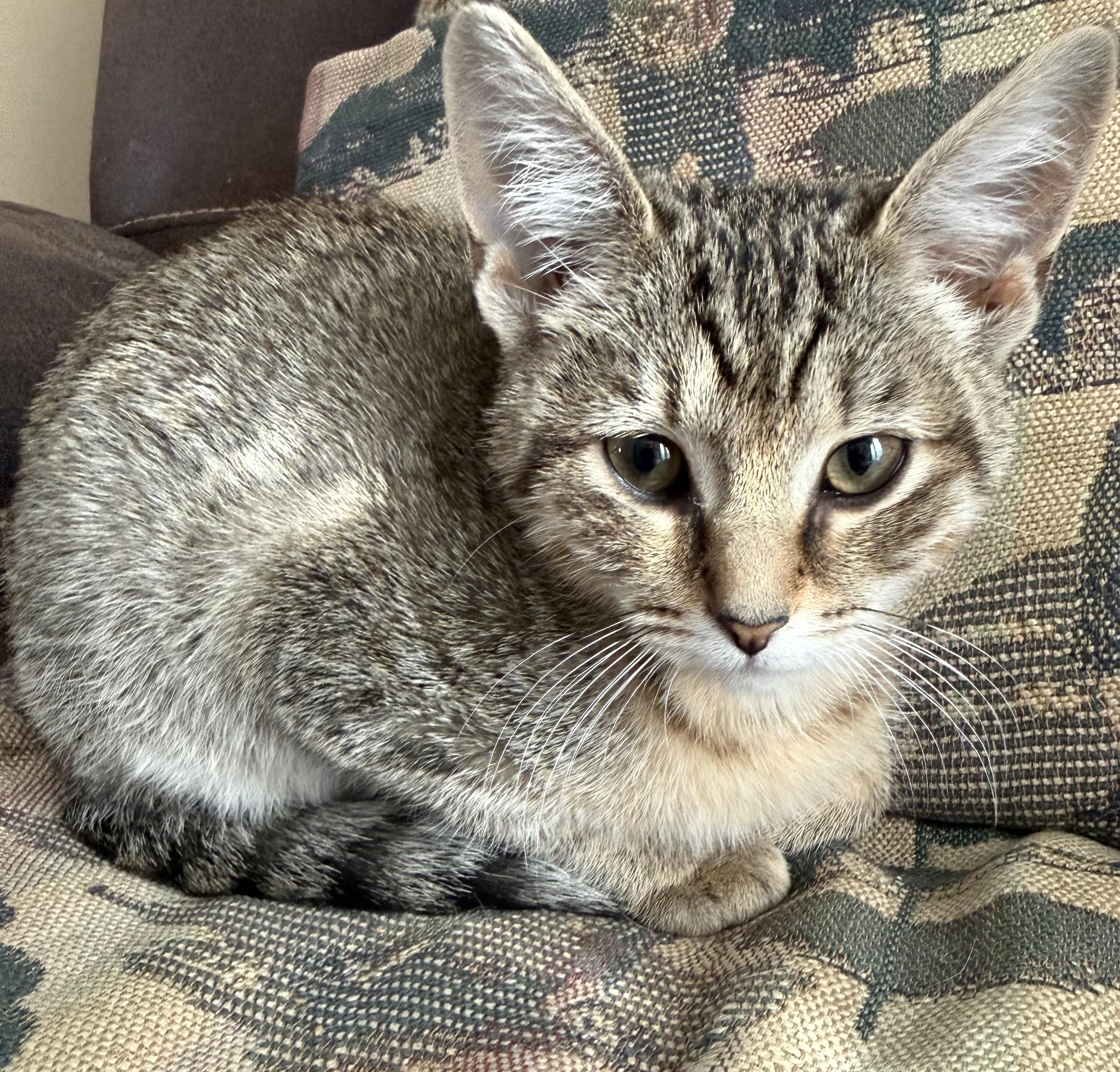 Enlarge Leo, a ADOPTABLE Tabby in Maryville, TN image 3/3