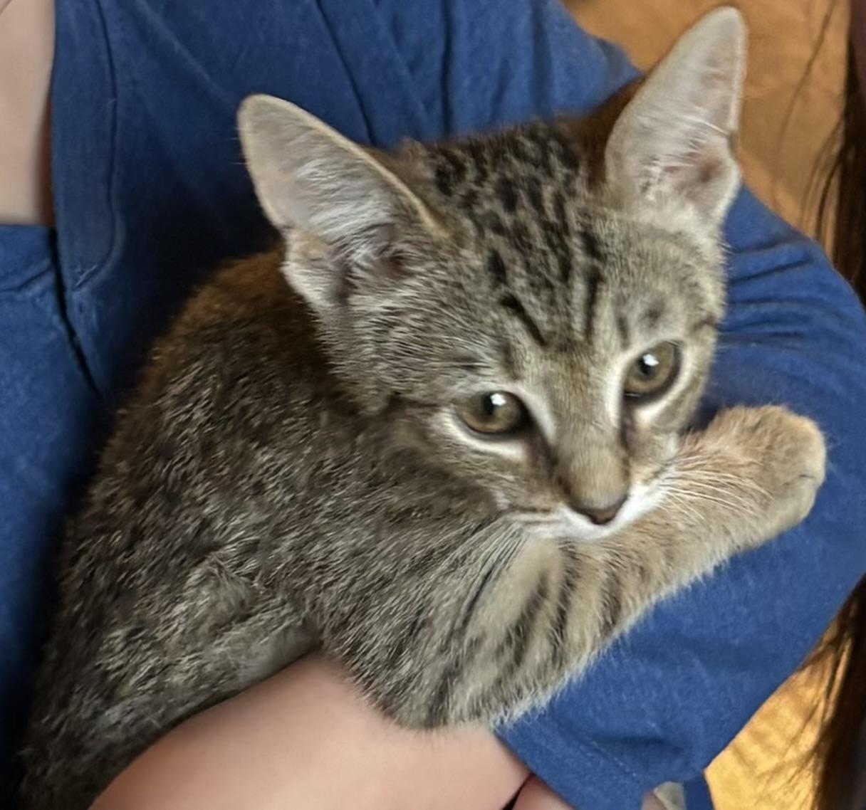 Enlarge Leo, a ADOPTABLE Tabby in Maryville, TN image 2/3