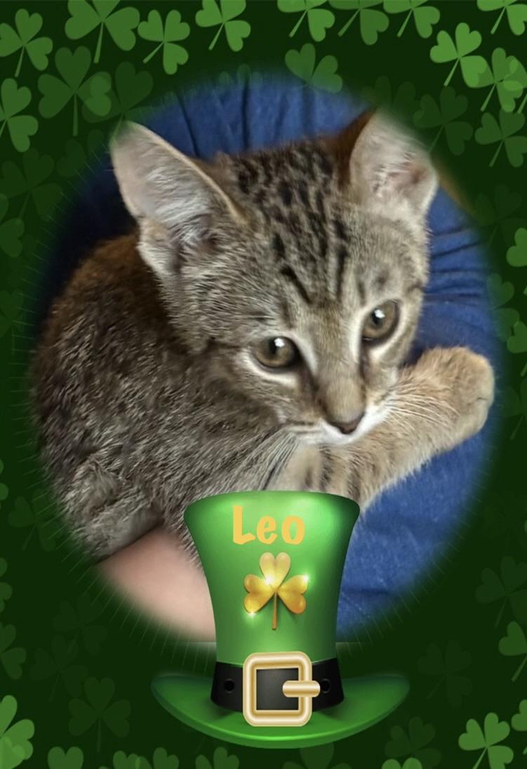 Leo, ADOPTABLE, Kitten Male Tabby.