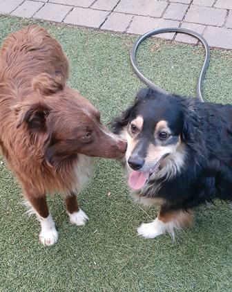 Enlarge SCOTCH, a Adopted Australian Shepherd in Albuquerque, NM image 1/6