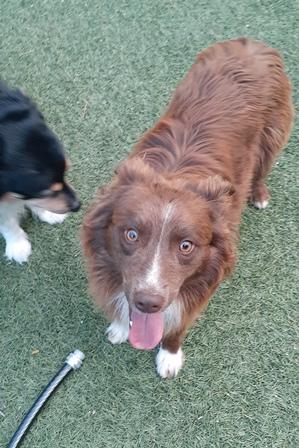 SCOTCH, Adopted, Young Male Australian Shepherd.