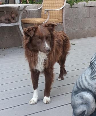 Enlarge SCOTCH, a Adopted Australian Shepherd in Albuquerque, NM image 3/6