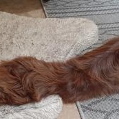 Enlarge SCOTCH, a Adopted Australian Shepherd in Albuquerque, NM image 5/6