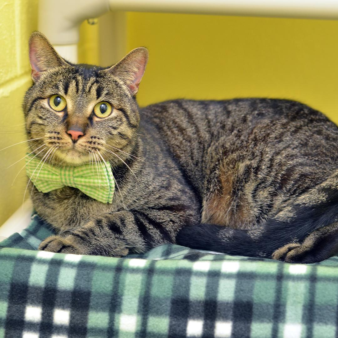 Enlarge Perry, an adopted mixed breed in Sanford, FL image 1/1