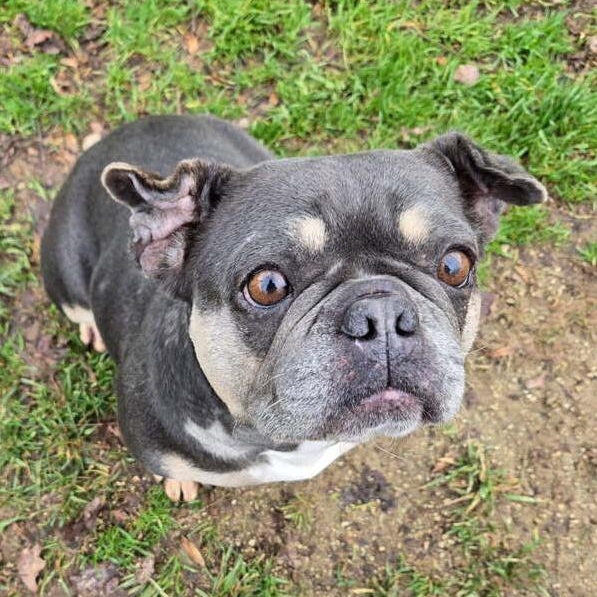 Enlarge Bette, an adopted French Bulldog in Folsom, CA image 1/5