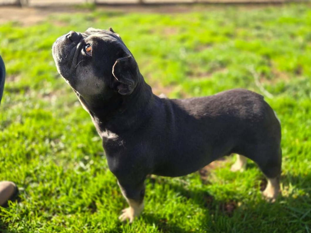 Enlarge Bette, an adopted French Bulldog in Folsom, CA image 5/5