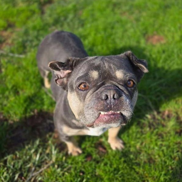 Enlarge Bette, an adopted French Bulldog in Folsom, CA image 4/5