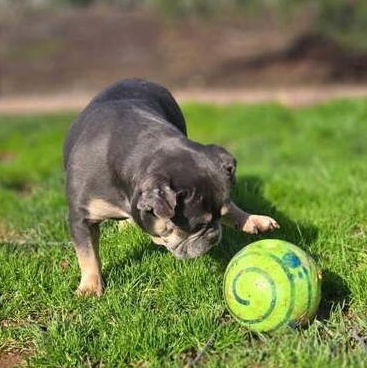 Enlarge Bette, an adopted French Bulldog in Folsom, CA image 2/5