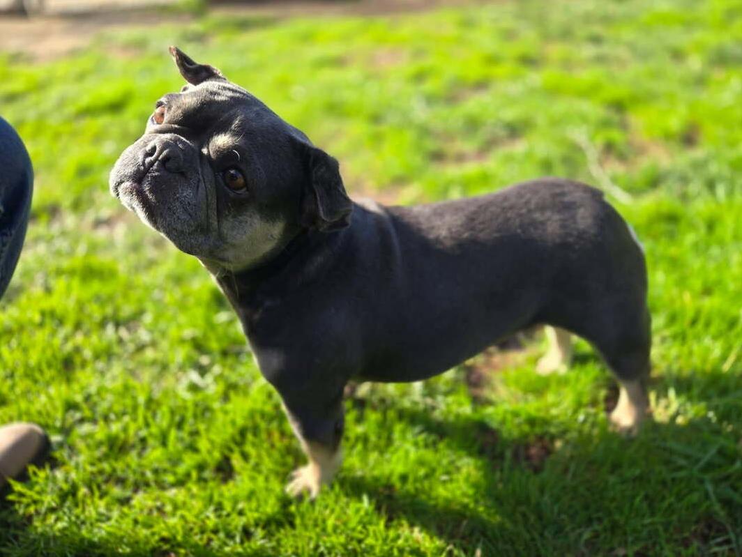Enlarge Bette, an adopted French Bulldog in Folsom, CA image 3/5
