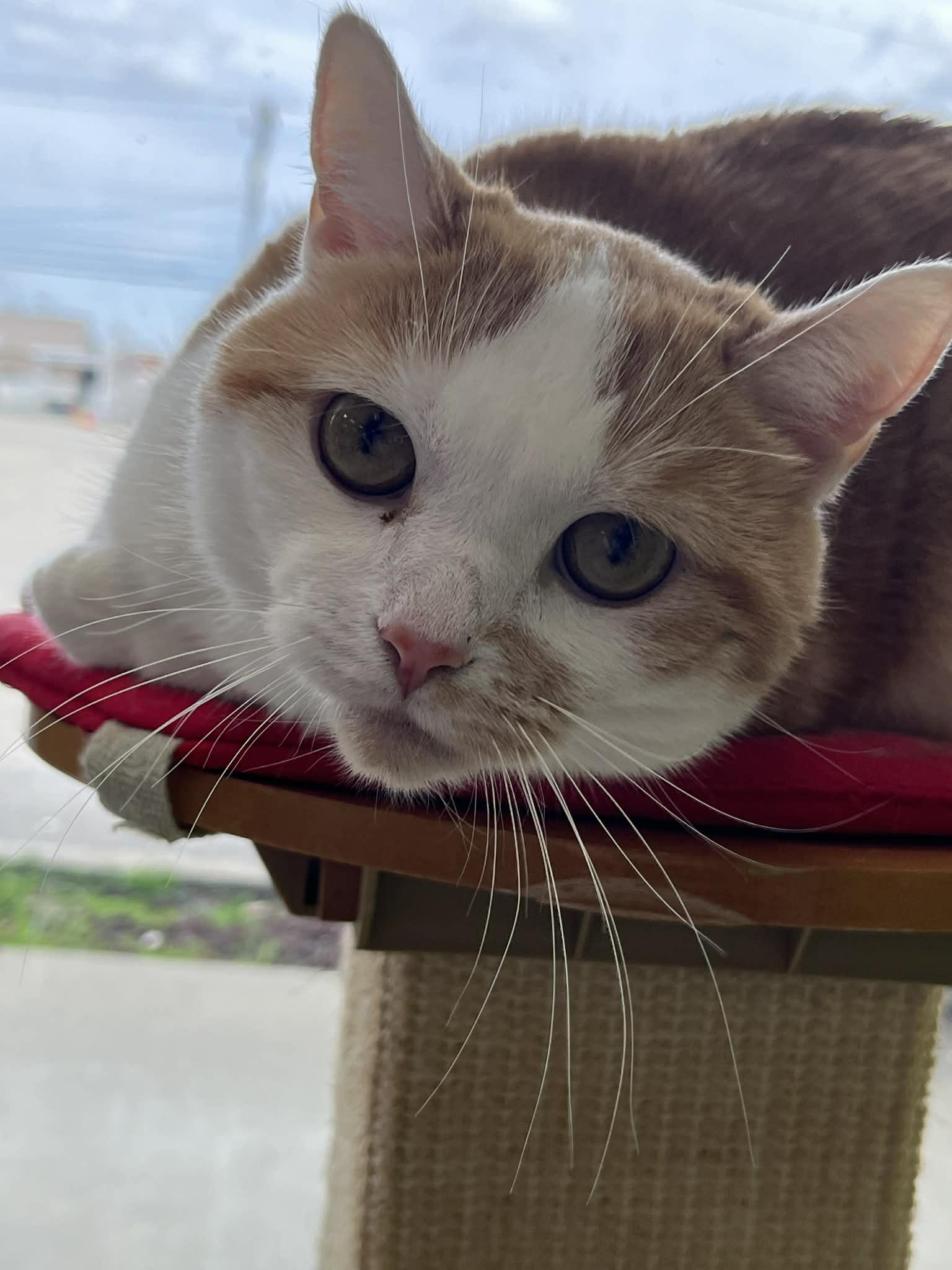 Bliss, Adoptable, Adult Female Domestic Short Hair.