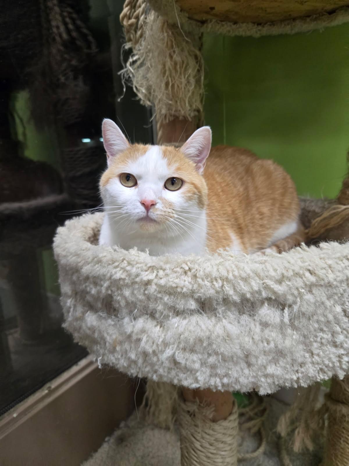 Bliss, a Adoptable Domestic Short Hair in Richmond, KY image 2/6