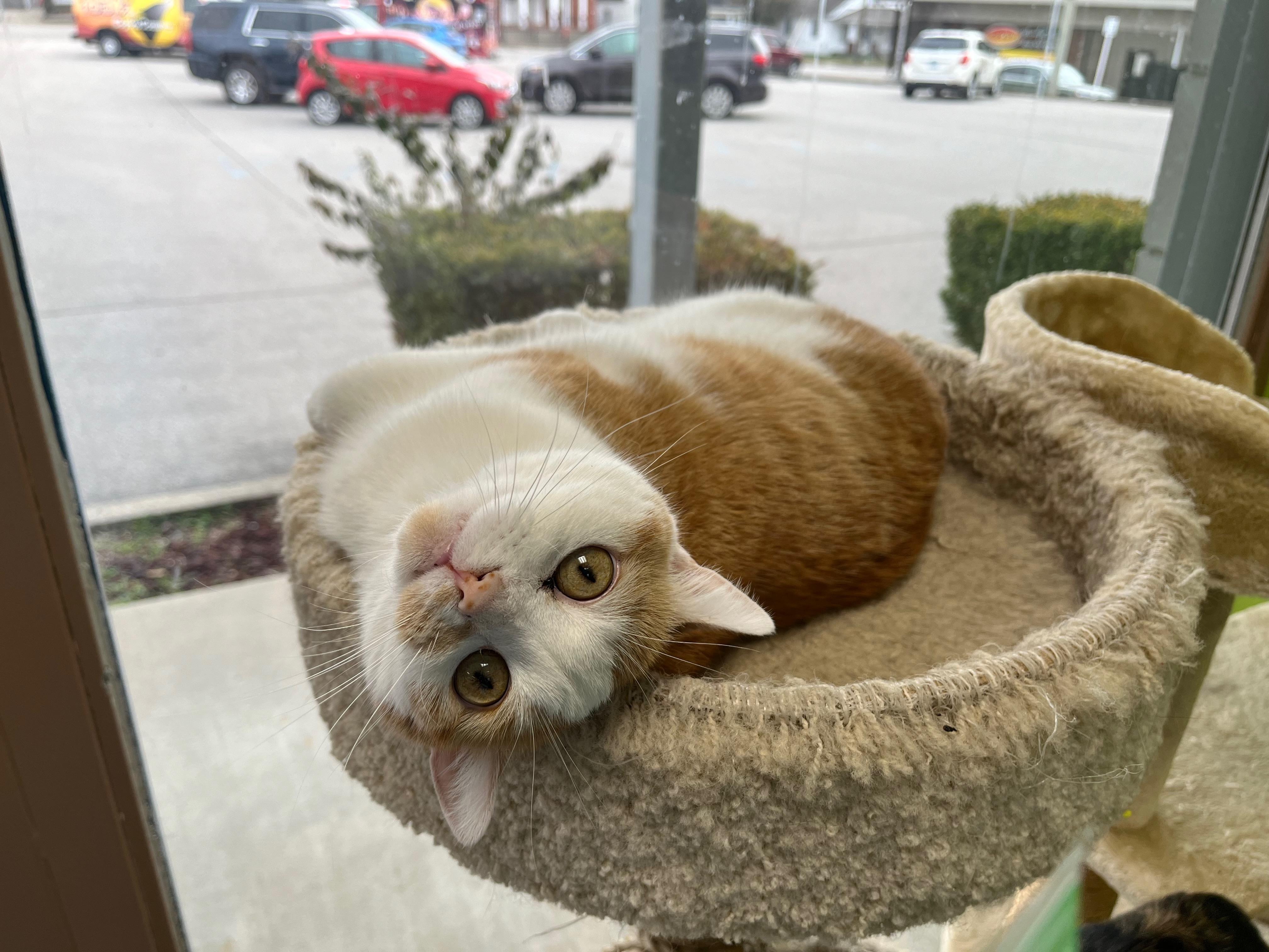 Bliss, Adoptable, Adult Female Domestic Short Hair.