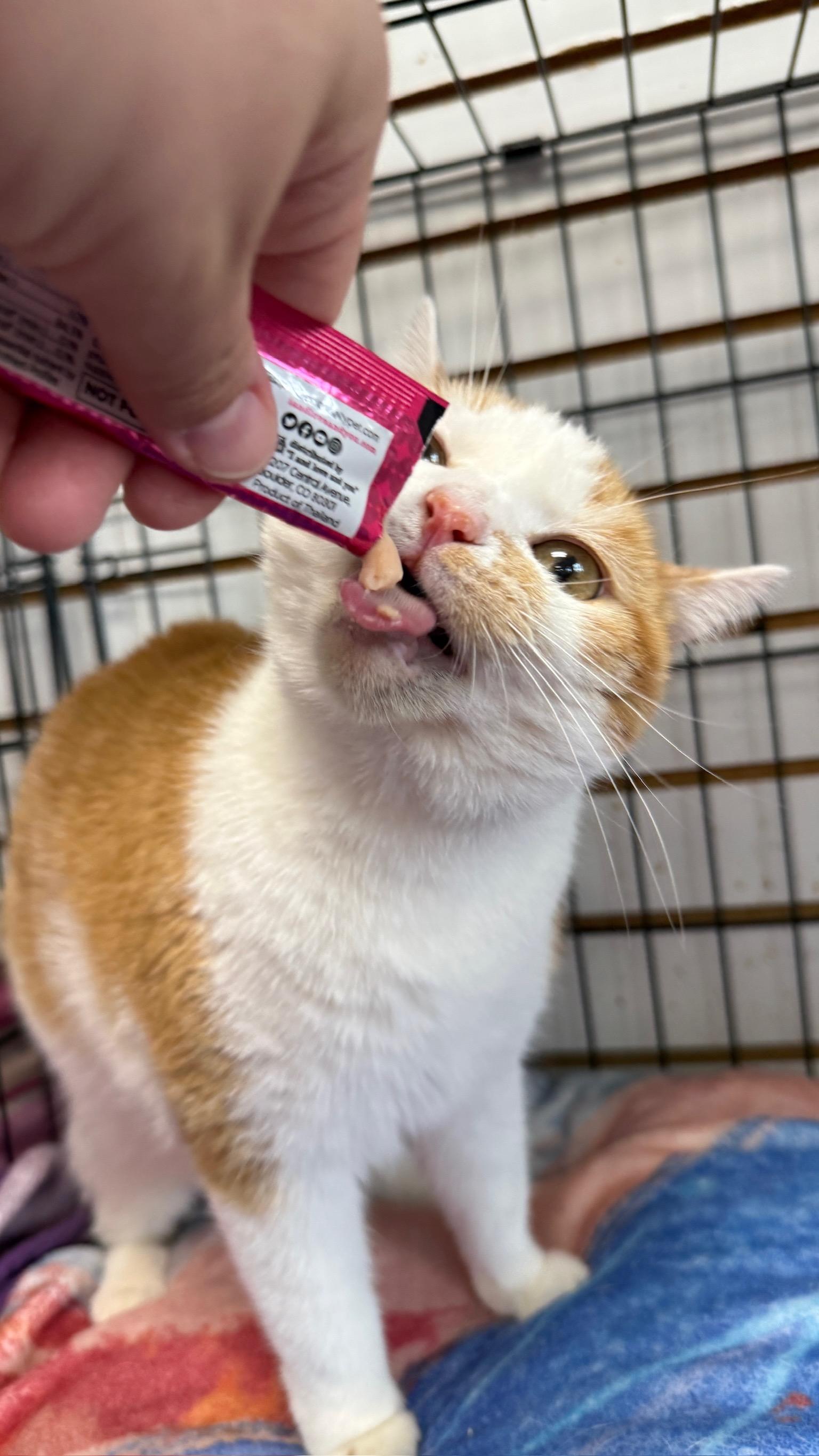 Enlarge Bliss, a Adoptable Domestic Short Hair in Richmond, KY image 6/6