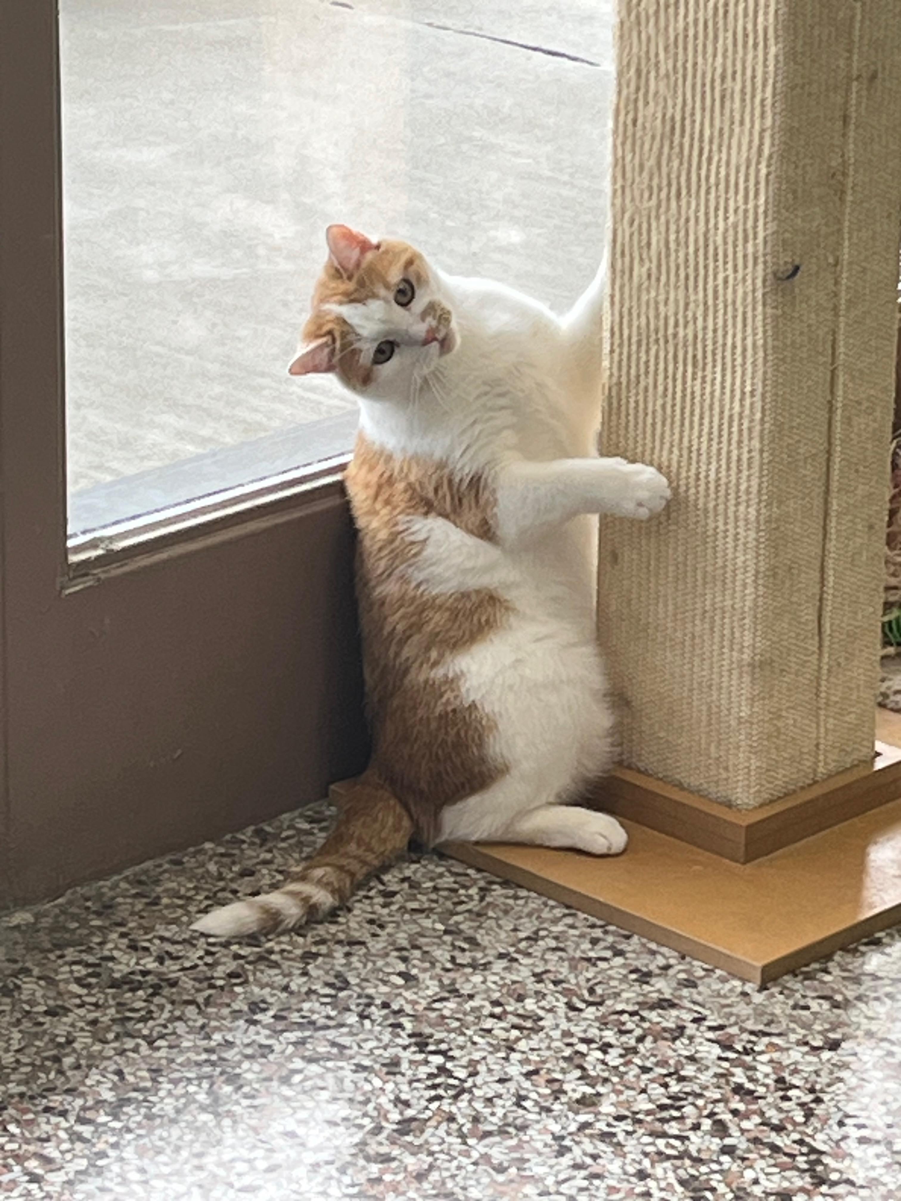 Bliss, a Adoptable Domestic Short Hair in Richmond, KY image 6/6